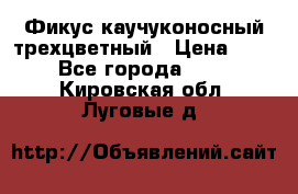 Фикус каучуконосный трехцветный › Цена ­ 500 - Все города  »    . Кировская обл.,Луговые д.